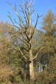 IMG_4345.JPG